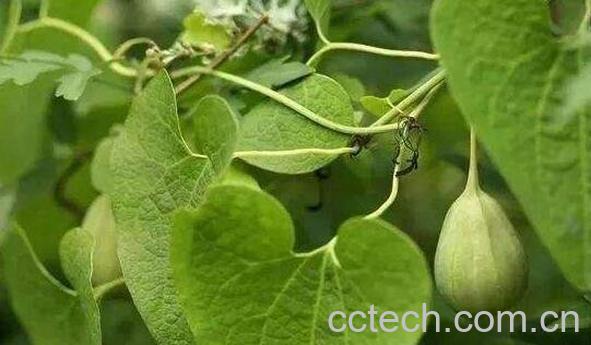 朱砂莲的功效与作用-0