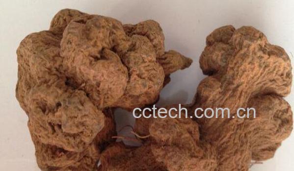 朱砂莲的功效与作用-1