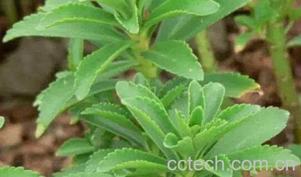 土三七的功效与作用 土三七的药用价值-1