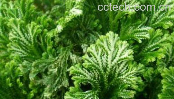 岩柏草的功效与作用 岩柏草的副作用-0