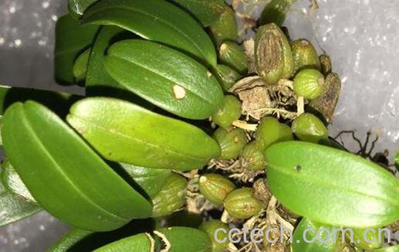 岩珠的功效和作用 岩珠的副作用-0