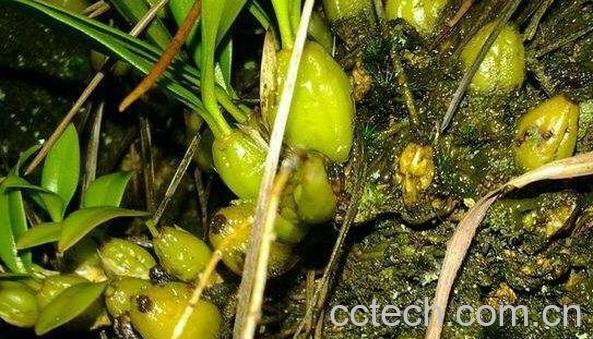 岩珠的功效和作用 岩珠的副作用-1