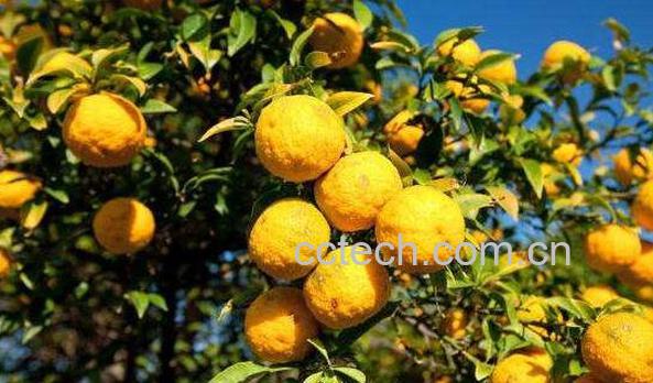 香橼皮和香橼的区别 香橼皮的功效与作用-0