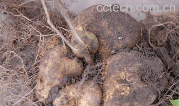 蛇莲的功效与作用 蛇莲的禁忌-0