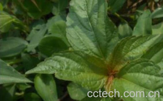 蛇莲的功效与作用 蛇莲的禁忌-1