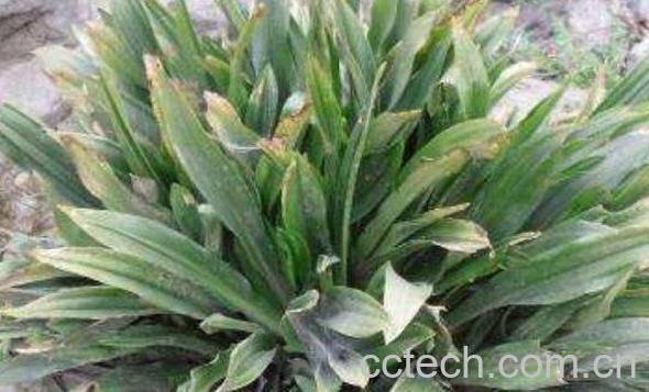 贵州蛇莲的功效与作用-1