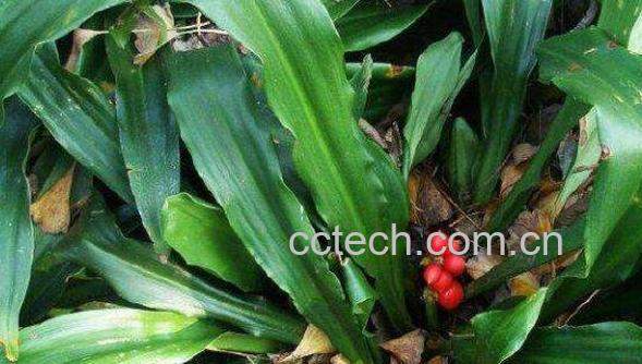 贵州蛇莲的功效与作用-0