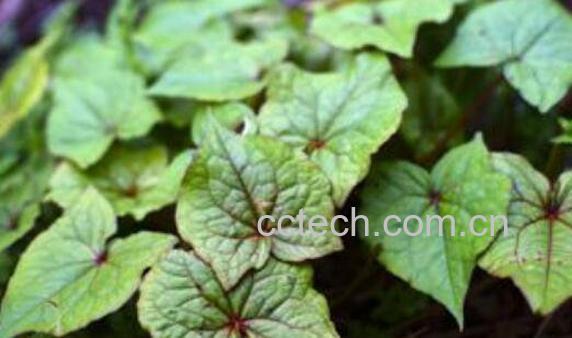 野生蛇莲的功效与作用-0