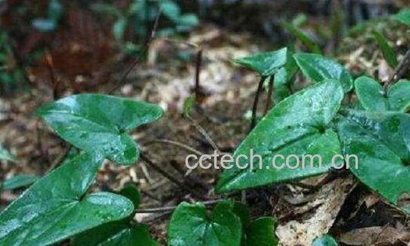 野生蛇莲的功效与作用-1