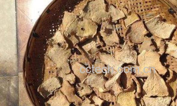 老蛇莲的功效与作用 老蛇莲的副作用-1