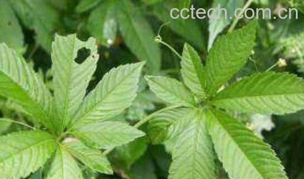 老蛇莲的功效与作用 老蛇莲的副作用-0