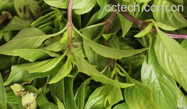 金不换叶子能吃吗 金不换叶子的吃法、-0