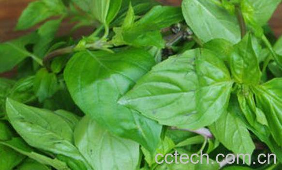 金不换叶子能吃吗 金不换叶子的吃法、-1