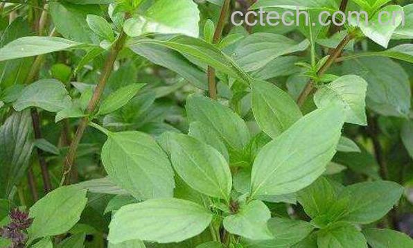 千金不换的功效与作用-0