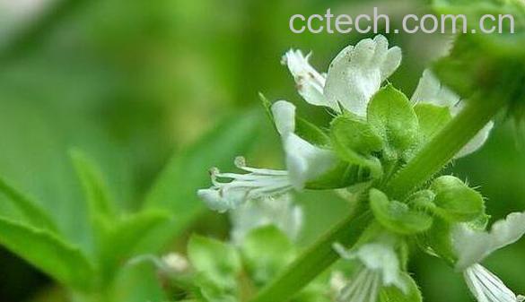 千金不换的功效与作用-1