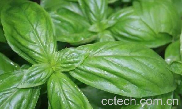 金不换的功效与作用 金不换的禁忌-1