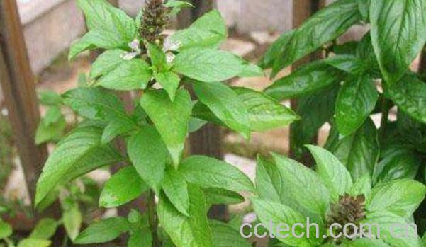 金不换的功效与作用 金不换的禁忌-0