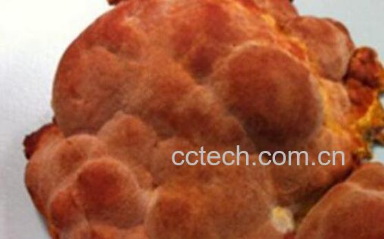 牛樟芝的功效与作用-1