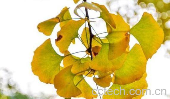 银杏叶的功效与作用 银杏叶泡水喝的功效-0