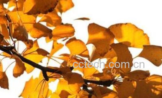 银杏叶的功效与作用 银杏叶泡水喝的功效-1