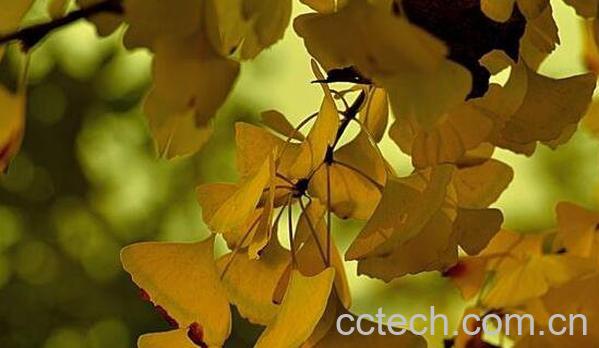 银杏叶的副作用及禁忌 银杏叶长期吃的副作用-0