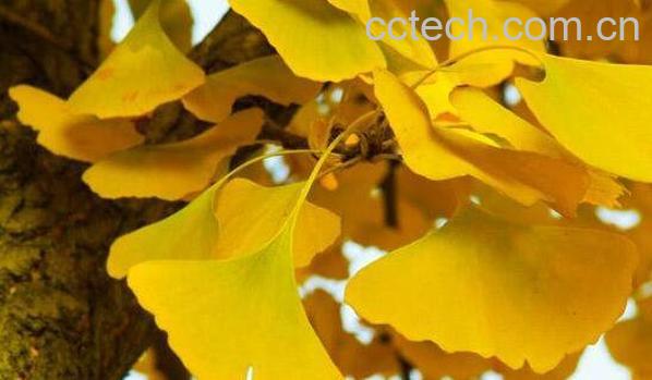 银杏叶的副作用及禁忌 银杏叶长期吃的副作用-1