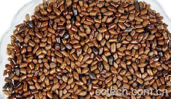 决明子的功效与作用 决明子泡水喝的危害-0