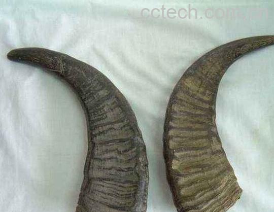 水牛角浓缩粉-1