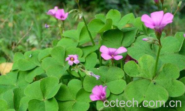 四叶草的功效和作用 四叶草的禁忌-1