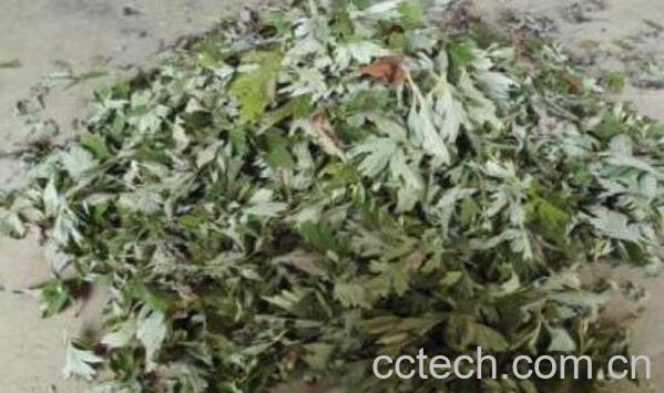 艾叶草泡澡的功效与作用-0