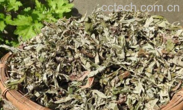 艾叶草泡澡的功效与作用-1