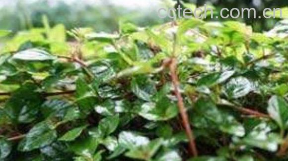 过路黄泡开水喝的功效 过路黄的副作用-0