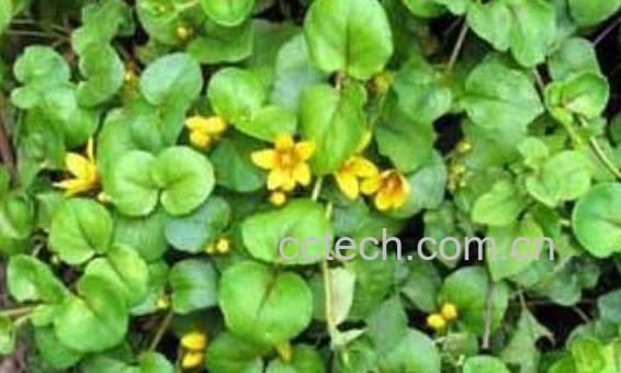 过路黄泡开水喝的功效 -1