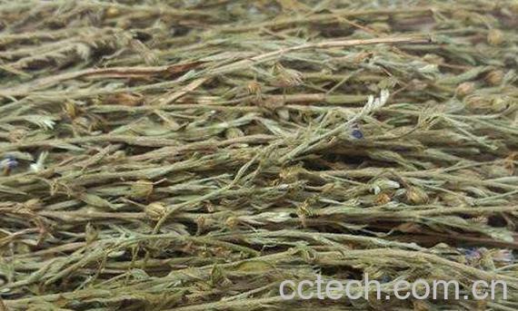 独脚金的功效与作用 独脚金的禁忌-0