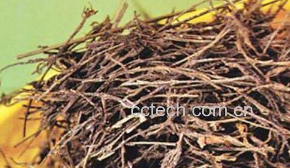 独脚金的功效与作用 独脚金的禁忌-1