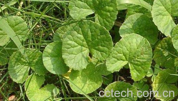 马蹄草的功效与作用-0