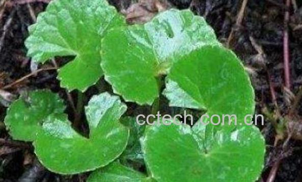 马蹄草的功效与作用-1