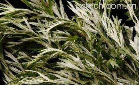 艾叶洗脸的好处与坏处-1