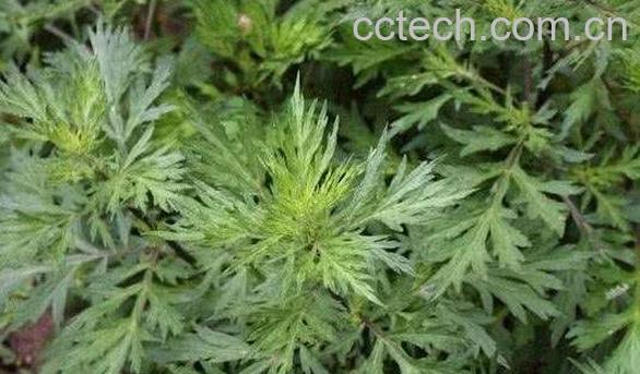 艾叶洗脸的好处与坏处-0