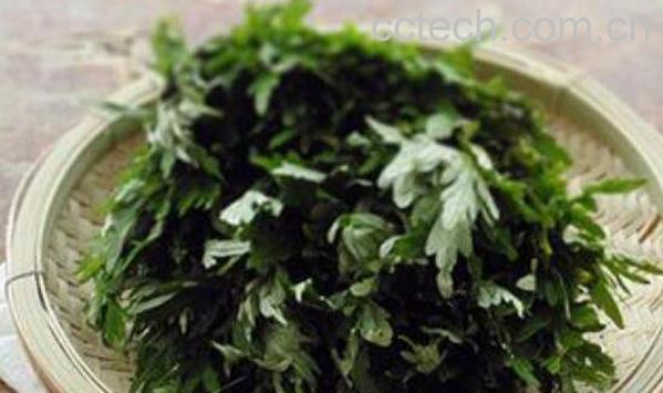艾叶煮水喝有什么功效-0