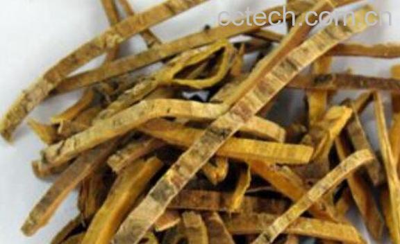 黄柏膏的功效与作用 黄柏膏怎么用-1