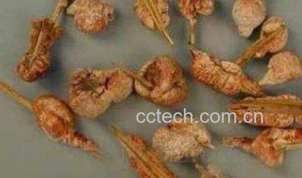 竹黄泡酒的功效与作用-0