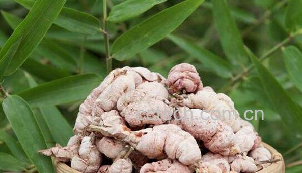 竹黄泡酒的功效与作用-1