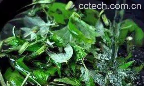 如何用艾叶水洗脸 艾叶水洗脸的正确方法-1