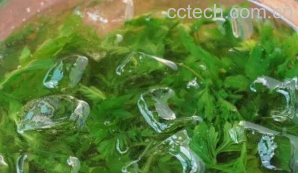 干艾叶熬水洗脸好处有哪些-1