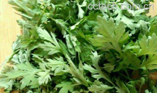  艾草洗脸的功效与禁忌-0