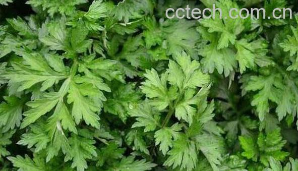 艾叶水洗脸后要清洗吗 艾叶水洗脸的注意事项-1