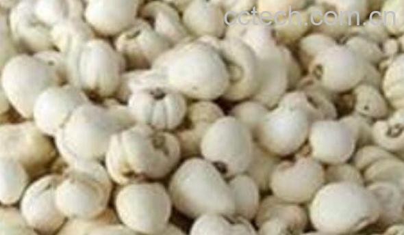 伊贝母的功效与作用 伊贝母的药用价值-0