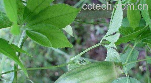 峨眉雪胆的功效与作用 峨眉雪胆的食用方法-1