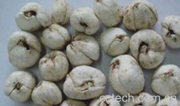 伊贝母和川贝母的区别 贝母的功效与作用-0